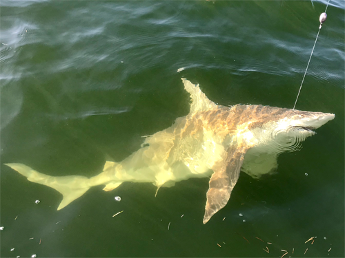 Angling Adventures Charter-2-22-19